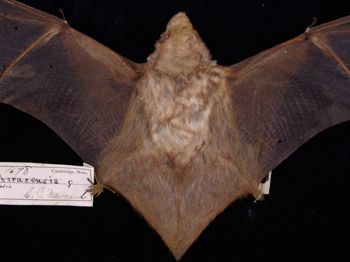 Media type: image;   Mammalogy 1678